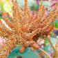 100 Pastel AUTUMNS TOUCH AMARANTHUS Cruentus Bronze Coral Apricot Flower Seeds