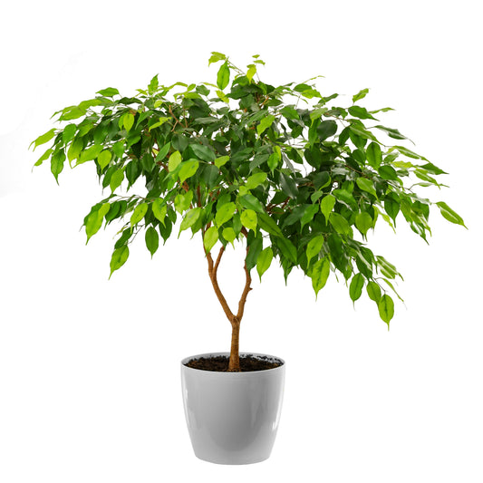 30 FICUS TREE (Bodhi Tree / Sacred Fig / Bo Tree / Pipal) Ficus Religiosa Seeds