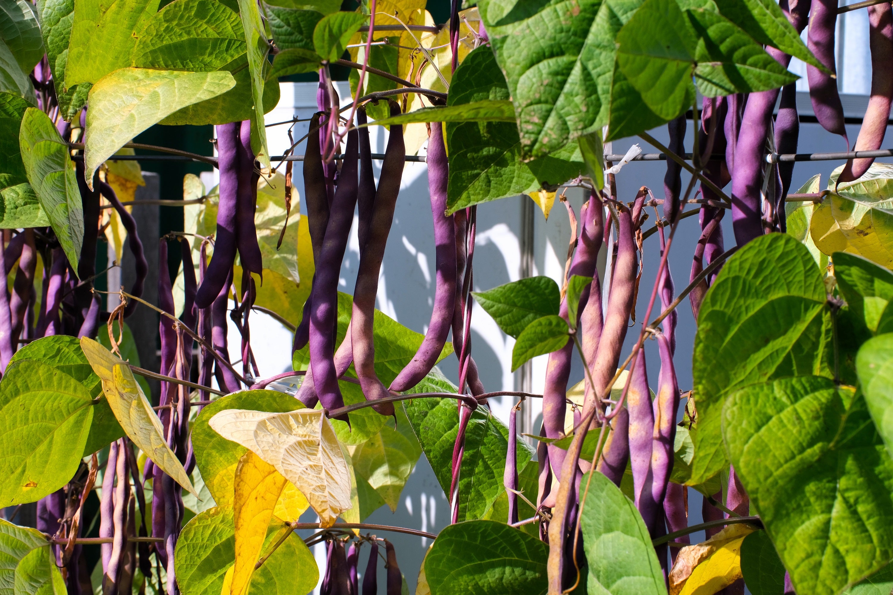 40 Royalty PURPLE POD BEAN Phaseolus Vulgaris Vegetable Seeds – Orchid ...