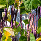 40 Royalty PURPLE POD BEAN Phaseolus Vulgaris Vegetable Seeds