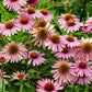 50 PINK BABY CONEFLOWER Echinacea Pallida Flower Seeds