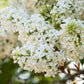 20 WHITE TREE LILAC Hummingbird Flower Fragrant Peking Syringa Pekinensis Seeds
