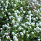 50 GLOBE AMARANTH MIX Gomphrena Globosa Mixed Colors Amaranthus Flower Seeds