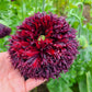 250 Organic PEONY POPPY MIX Papaver Paeoniflorum Mixed Colors Red, White, Pink, Black, Purple, Salmon, Bronze, Lilac, & Bicolor Flower Seeds