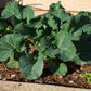 1500 MORRIS HEADING COLLARDS Collard Green Brassica Oleracea Vegetable Seeds