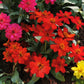 250 Mixed Colors CLASSIC ZINNIA Linearis Angustifolia Narrow Leaf Creeping Mexican Flower Seeds