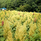 100 Pastel AUTUMNS TOUCH AMARANTHUS Cruentus Bronze Coral Apricot Flower Seeds