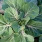 1500 MORRIS HEADING COLLARDS Collard Green Brassica Oleracea Vegetable Seeds