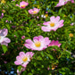 50 Thornless Pink DOG BRIER ROSE Bush Rosa Canina Inermis Victory Garden Fragrant Flower Seeds