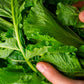 1500 SEVEN TOP TURNIP For Leaf Greens & Sprouts Brassica Rapa Vegetable Seeds