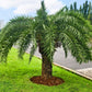 10 PYGMY DATE PALM Phoenix Roebelenii Dwarf Miniature Ornamental Fruit Tree Houseplant Seeds