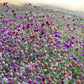 50 GLOBE AMARANTH MIX Gomphrena Globosa Mixed Colors Amaranthus Flower Seeds