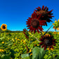 25 CHOCOLATE CHERRY SUNFLOWER Helianthus Annuus Red & Brown Flower Seeds