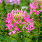200 ROSE QUEEN CLEOME Hassleriana Spinosa Pink Spider Flower Seeds
