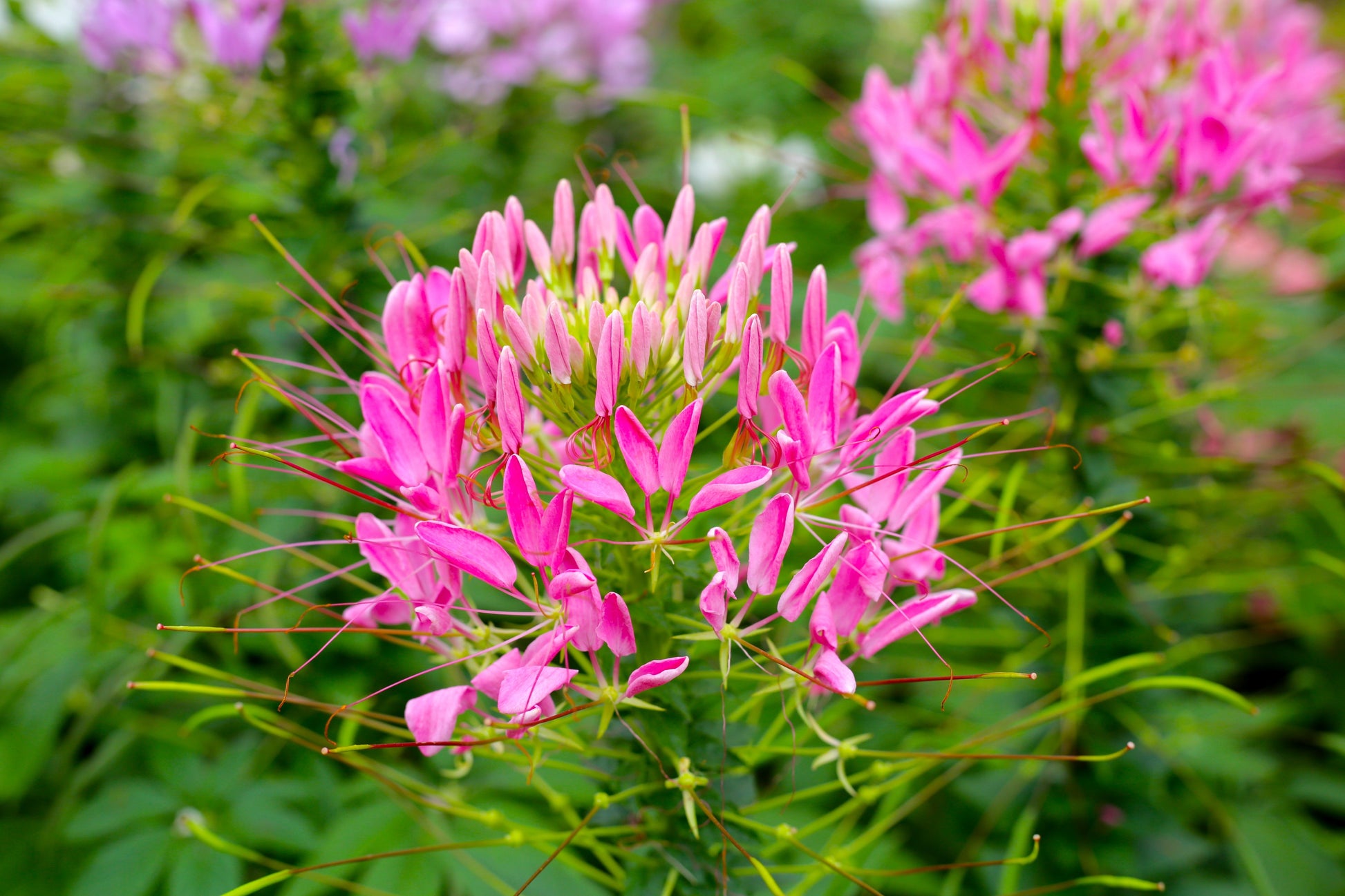 cleome spider flower seeds Cleome hassleriana, 'Pink Queen'