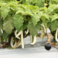 40 White Star FINGER FRUIT EGGPLANT Solanum Melongena Aubergine Fruit Vegetable Seeds