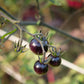 50 BLACK CHERRY TOMATO Black Skin Sweet Round Lycopersicon Fruit Vegetable Seeds