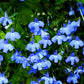 200 SKY BLUE LOBELIA Regatta Lobelia Erinus Flower Seeds