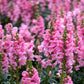 2000 PINK SNAPDRAGON Antirrhinum Majus Flower Seeds