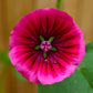 10 VULCAN MALOPE Trifida / Mallowwort / Mallow Flower Seeds