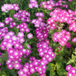 100 Mixed Colors DRUMMOND PHLOX MIX Pink, Red, White, Purple Phlox Drummondii Flower Seeds