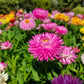 100 TALL Double MIXED Colors STRAWFLOWER Xerochrysum Bracteatum Helichrysum Monstrosum Flower Seeds