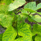 50 ROMA Italian GREEN BEAN Phaseolus Vulgaris Vegetable Seeds