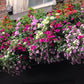 250 MIXED COLORS PETUNIA Flower Seeds