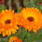 500 PACIFIC Beauty ORANGE MARIGOLD Calendula Officinalis Flower Seeds