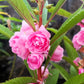 100 Mixed Colors DOUBLE CAMELLIA IMPATIENS (Balsam / Lady Slipper / Touch Me Not) Impatiens Balsamina Flower Seeds