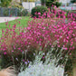 100 Pink GAURA WHIRLING BUTTERFLIES Gaura Biennis Flower Seeds