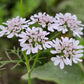 100 FIESTA Green CILANTRO / CORIANDER Coriandrum Sativum Herb Vegetable Seeds