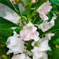 100 IMPATIENS (Balsam / Lady Slipper / Touch Me Not) Impatiens Balsamina Flower Seeds