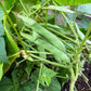 50 ROMA Italian GREEN BEAN Phaseolus Vulgaris Vegetable Seeds