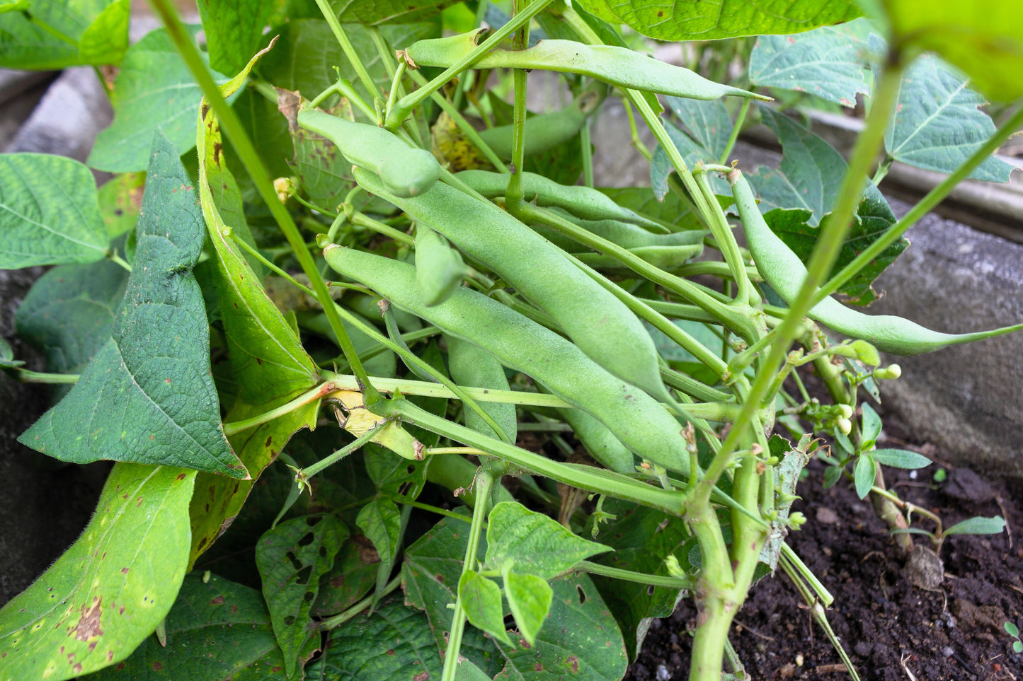 50 ROMA Italian GREEN BEAN Phaseolus Vulgaris Vegetable Seeds