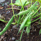 50 ROMANO BUSH BEAN Italian Flat Green Pod Phaseolus Vulgaris Vegetable Seeds