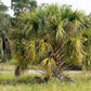 10 Hardy SABAL PALM TREE Cabbage Palmetto Flower Seeds