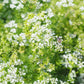 1000 CILANTRO / CORRIANDER / Chinese PARSLEY Coriandrum Sativum Herb Flower Seeds