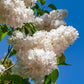 20 WHITE TREE LILAC Hummingbird Flower Fragrant Peking Syringa Pekinensis Seeds