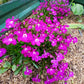 200 MAGENTA PINK LOBELIA Regatta Lobelia Erinus Flower Seeds