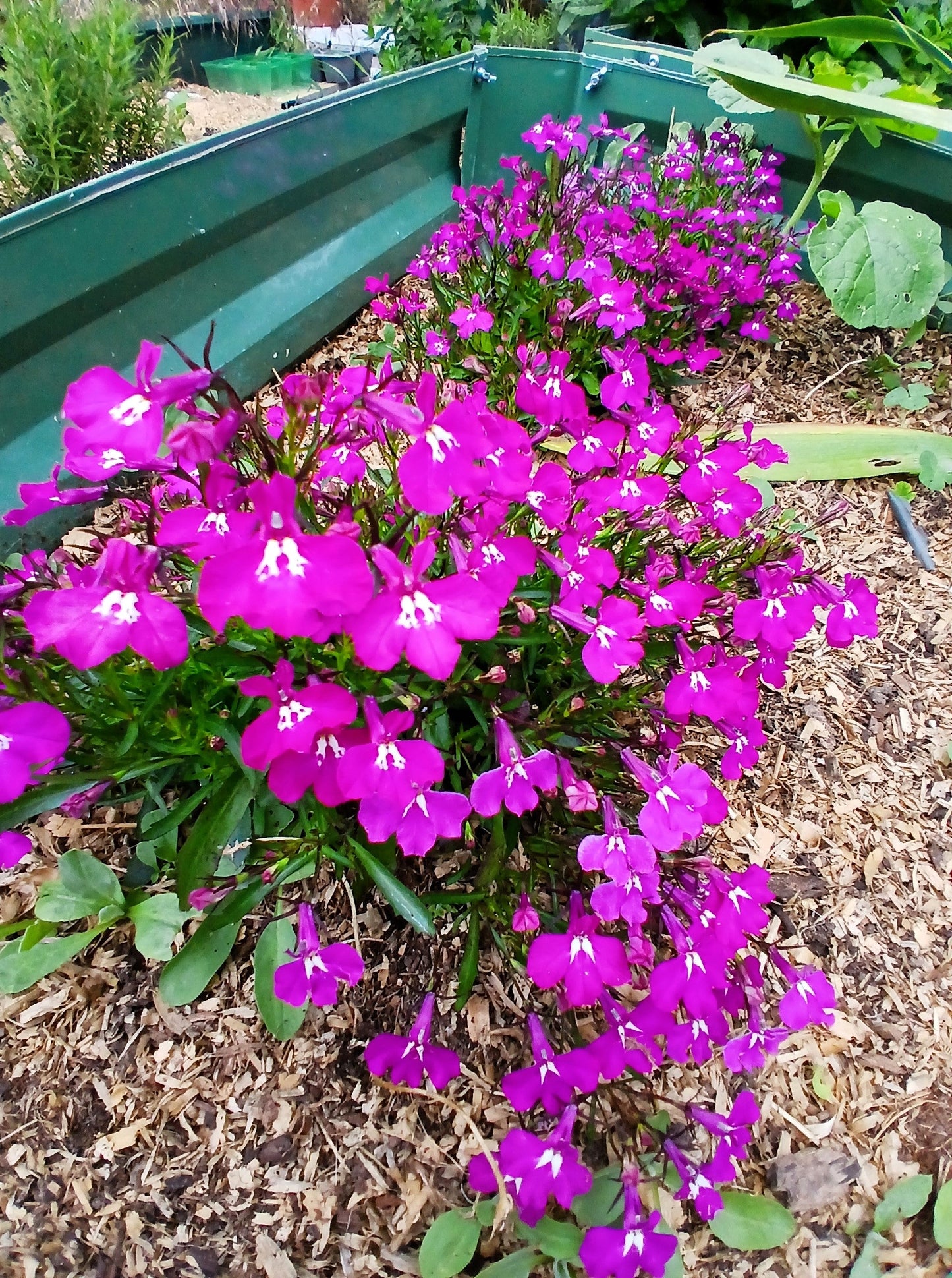 200 MAGENTA PINK LOBELIA Regatta Lobelia Erinus Flower Seeds