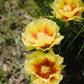 10 Yellow PRICKLY PEAR CACTUS Nopal Opuntia Ficus-Indica Flower Purple Fruit Seeds