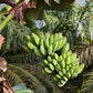5 PLANTAIN BANANA Musa Balbisiana Hardy Red Flowering Sweet Wild Fruit Tree Seeds