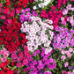 100 WEE Willie Dwarf SWEET WILLIAM Mixed Colors Dianthus Barbatus Flower Seeds