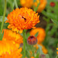 500 PACIFIC Beauty ORANGE MARIGOLD Calendula Officinalis Flower Seeds