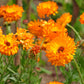 500 PACIFIC Beauty ORANGE MARIGOLD Calendula Officinalis Flower Seeds