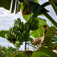 5 PLANTAIN BANANA Musa Balbisiana Hardy Red Flowering Sweet Wild Fruit Tree Seeds
