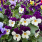 100 JOHNNY JUMP UP Violet Viola Tricolor Flower Seeds