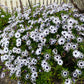 5 WHIRLIGIG OSTEOSPERMUM Fruticosum Pinwheel African Cape Daisy Flower Seeds
