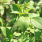 500 ANISE PERSIAN BASIL Ocimum Basilicum Herb Flower Seeds
